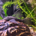 Загрузить изображение в средство просмотра галереи, Анциструс зеленый дракон 🐉вуалевый (Ancistrus Green Dragon Long fin)
