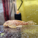 Загрузить изображение в средство просмотра галереи, Гіпанциструс Л333 Альбіно (Hypancistrus L333 albino)
