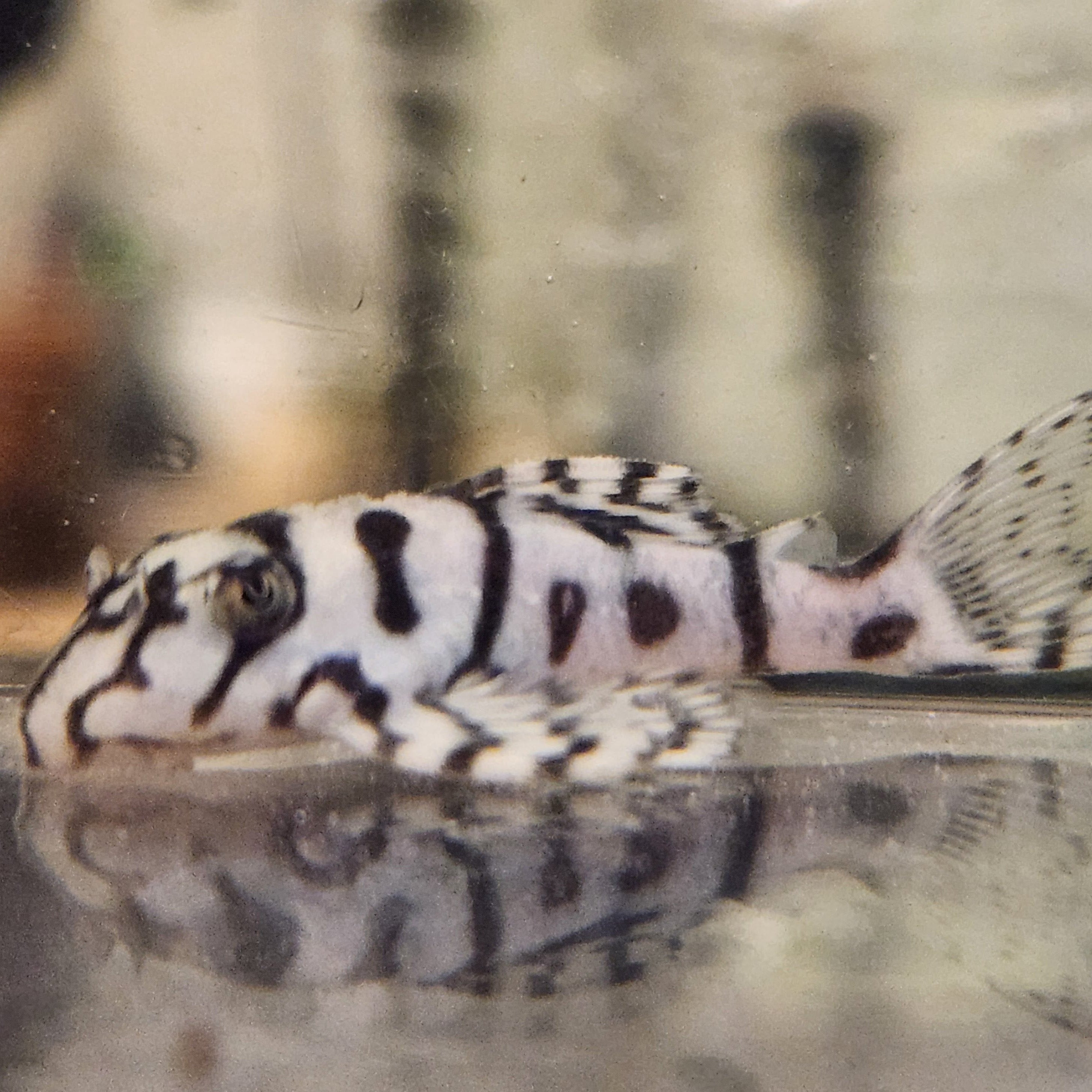 Гіпанциструс Л236 (Hypancistrus L236)