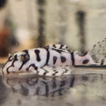 Загрузить изображение в средство просмотра галереи, Гіпанциструс Л236 (Hypancistrus L236)
