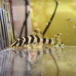 Загрузить изображение в средство просмотра галереи, Пекольтія Компта Л134 (Peckoltia Compta L134)
