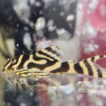 Загрузить изображение в средство просмотра галереи, Гіпанциструс Л333 Голд (Hypancistrus L333 gold)
