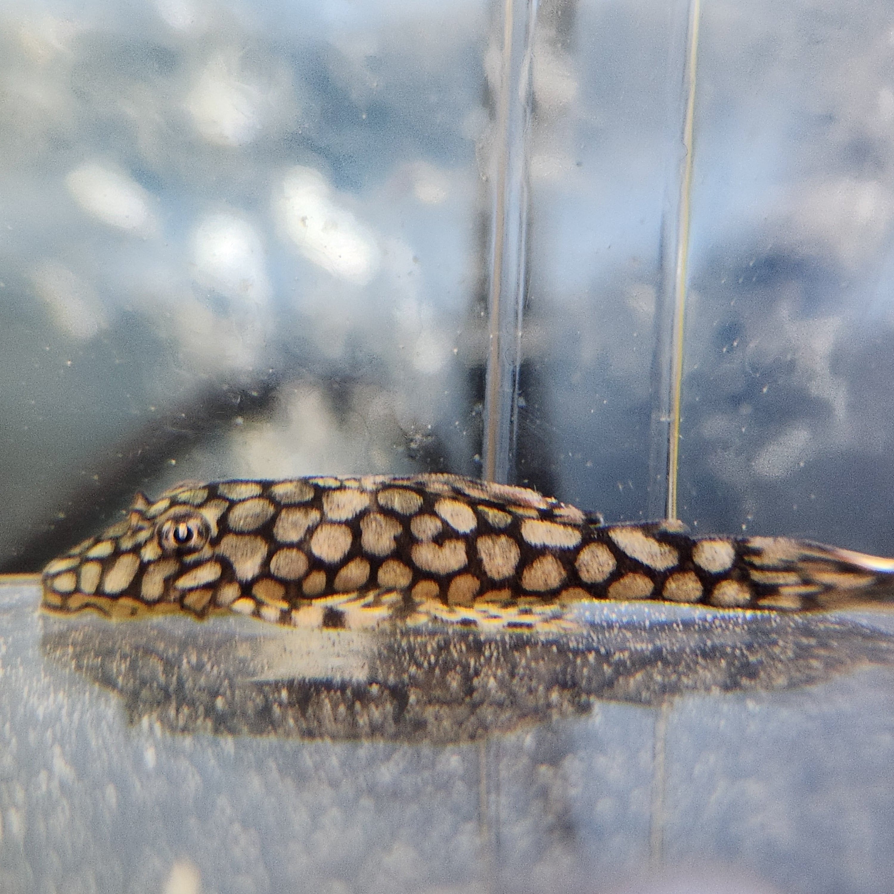 Анциструс Bushynose L519 Honeycomb Kiefnery Pleco (Ancistrus L519 Kiefnery)