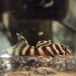 Загрузить изображение в средство просмотра галереи, Гіпанциструс Л333 Голд (Hypancistrus L333 gold)
