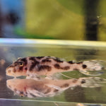 Загрузить изображение в средство просмотра галереи, Гіпанциструс Л174 ( Hypancistrus L174)
