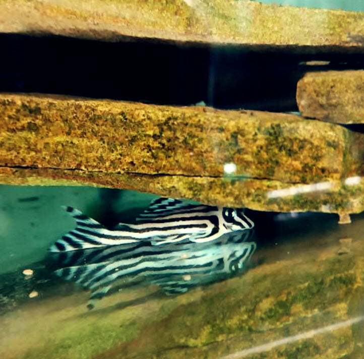 Гіпанциструс Зебра Л046 (Hypancistrus Zebra L046)