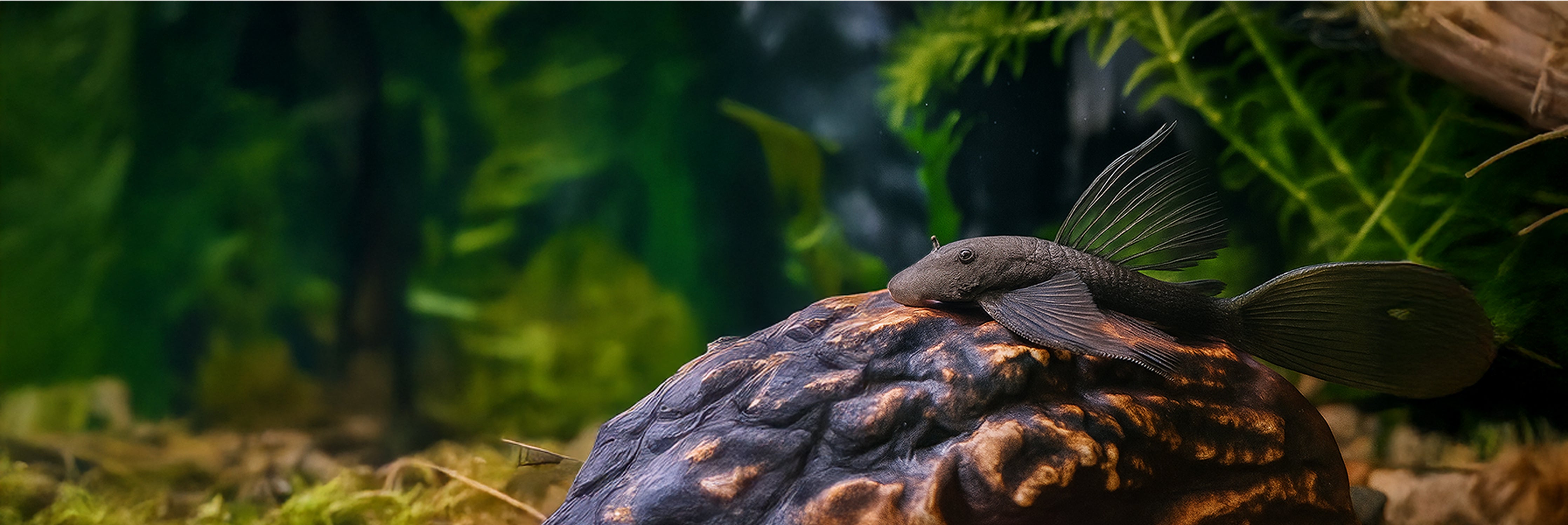 Декор для аквариума Plecoceramics – plecoceramics.com.ua