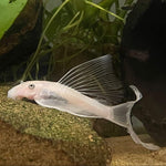 Загрузить изображение в средство просмотра галереи, Анциструс Снiжинка (Ancistrus Snow White)
