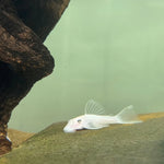 Загрузить изображение в средство просмотра галереи, Анциструс Снiжинка (Ancistrus Snow White)
