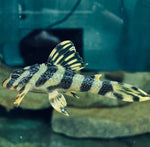 Загрузить изображение в средство просмотра галереи, Пекольтія Компта Л134 (Peckoltia Compta L134)
