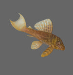 Загрузить изображение в средство просмотра галереи, Гіпанциструс Л333 Альбіно (Hypancistrus L333 albino)
