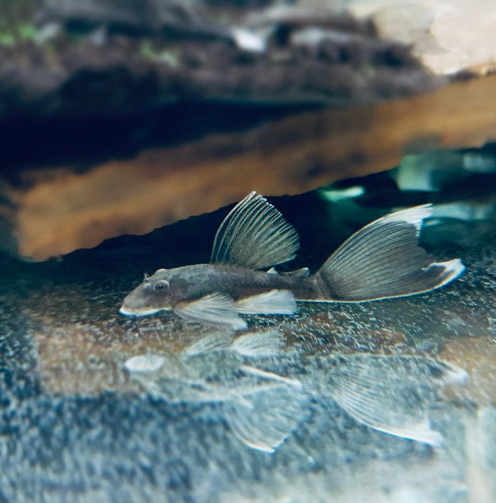 Анциструс зеленый дракон 🐉вуалевый (Ancistrus Green Dragon Long fin)