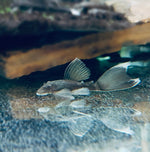 Загрузить изображение в средство просмотра галереи, Анциструс зеленый дракон 🐉вуалевый (Ancistrus Green Dragon Long fin)
