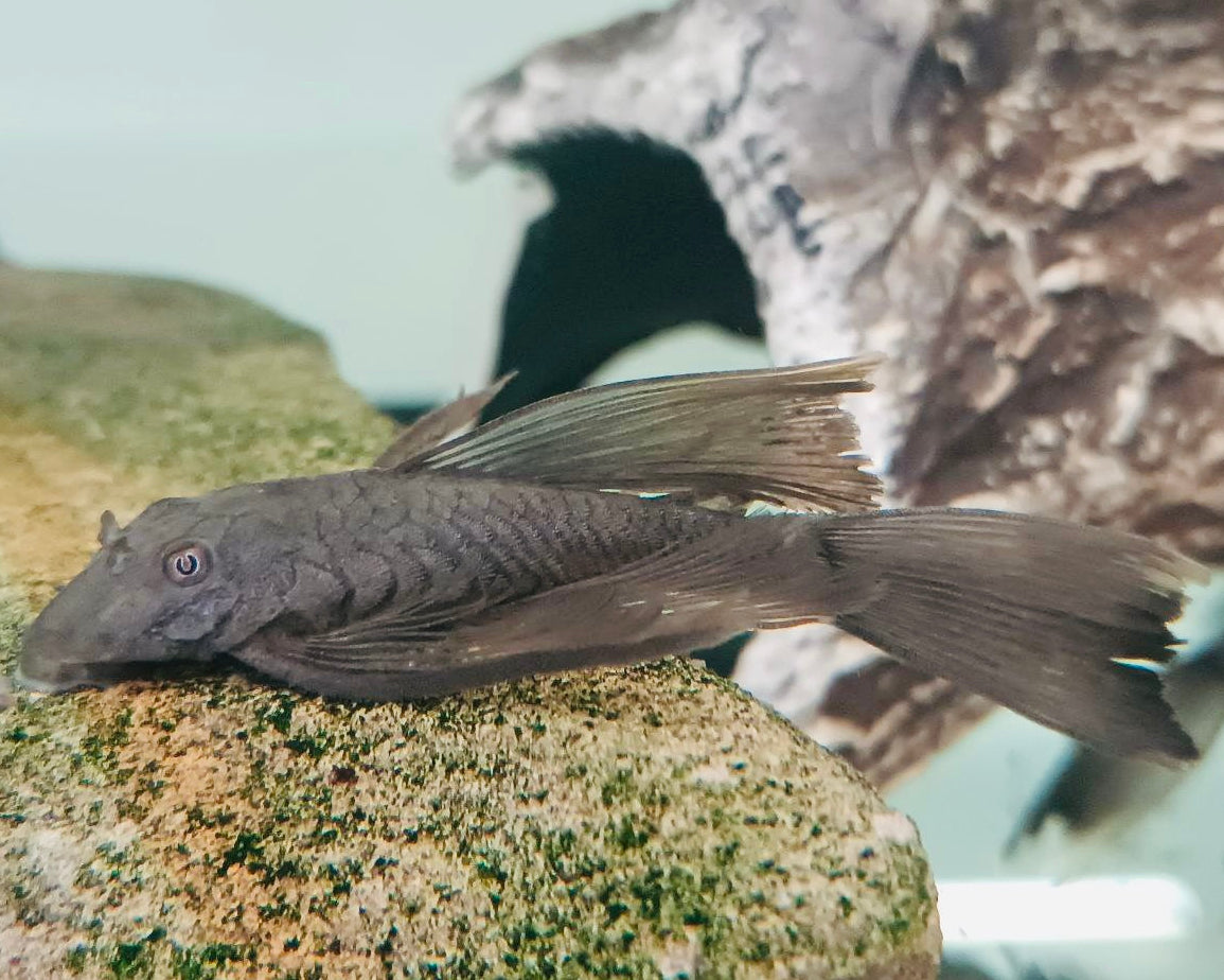 Анциструс зеленый дракон 🐉вуалевый (Ancistrus Green Dragon Long fin)