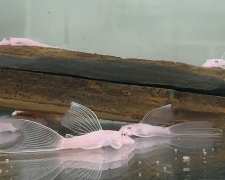 Анциструс Снiжинка (Ancistrus Snow White)