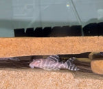 Загрузить изображение в средство просмотра галереи, Гіпанциструс Л333 Альбіно (Hypancistrus L333 albino)
