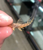 Загрузить изображение в средство просмотра галереи, Гіпанциструс Л333 Альбіно (Hypancistrus L333 albino)
