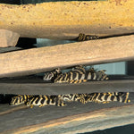 Загрузить изображение в средство просмотра галереи, Пекольтія Компта Л134 (Peckoltia Compta L134)
