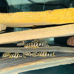 Загрузить изображение в средство просмотра галереи, Пекольтія Компта Л134 (Peckoltia Compta L134)
