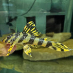 Загрузить изображение в средство просмотра галереи, Пекольтія Компта Л134 (Peckoltia Compta L134)
