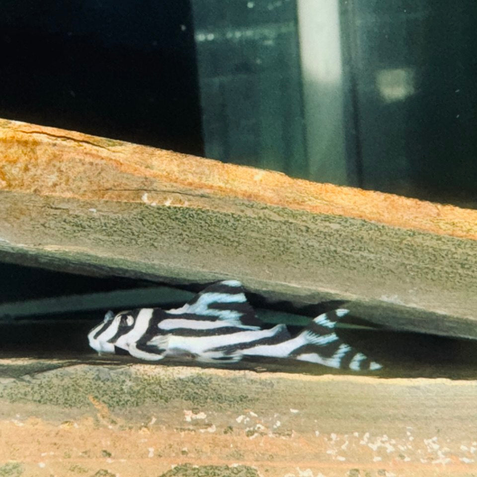 Гіпанциструс Зебра Л046 (Hypancistrus Zebra L046)