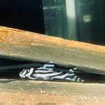 Загрузить изображение в средство просмотра галереи, Гіпанциструс Зебра Л046 (Hypancistrus Zebra L046)
