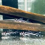 Загрузить изображение в средство просмотра галереи, Гіпанциструс Зебра Л046 (Hypancistrus Zebra L046)
