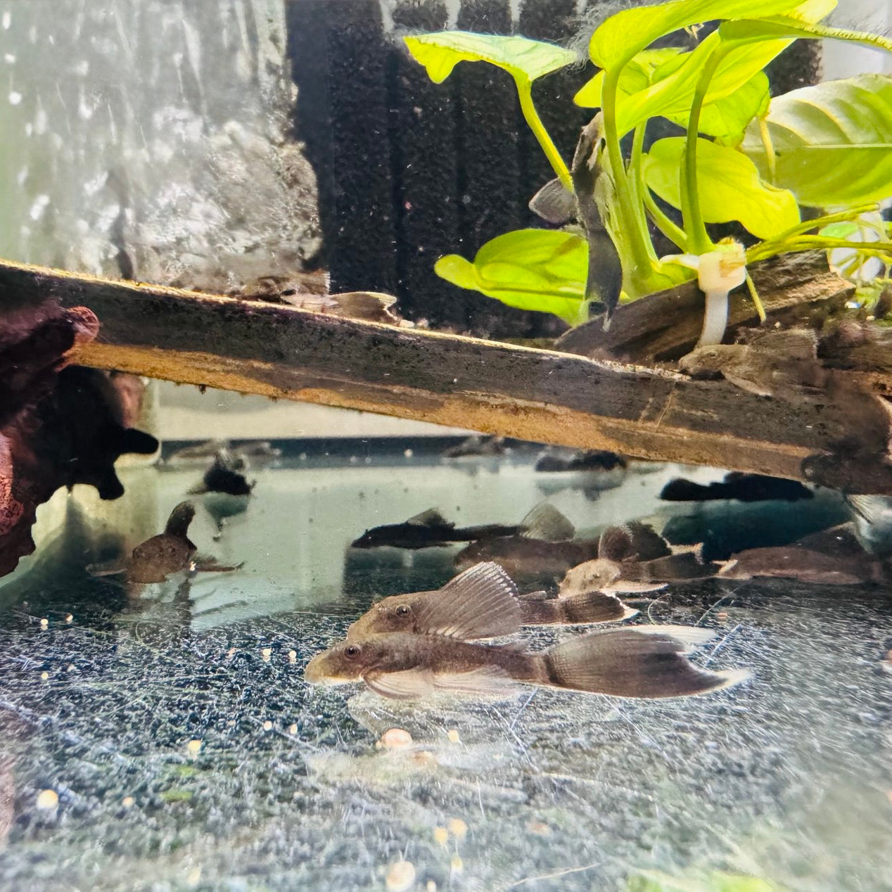 Анциструс зеленый дракон 🐉вуалевый (Ancistrus Green Dragon Long fin)