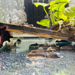 Загрузить изображение в средство просмотра галереи, Анциструс зеленый дракон 🐉вуалевый (Ancistrus Green Dragon Long fin)
