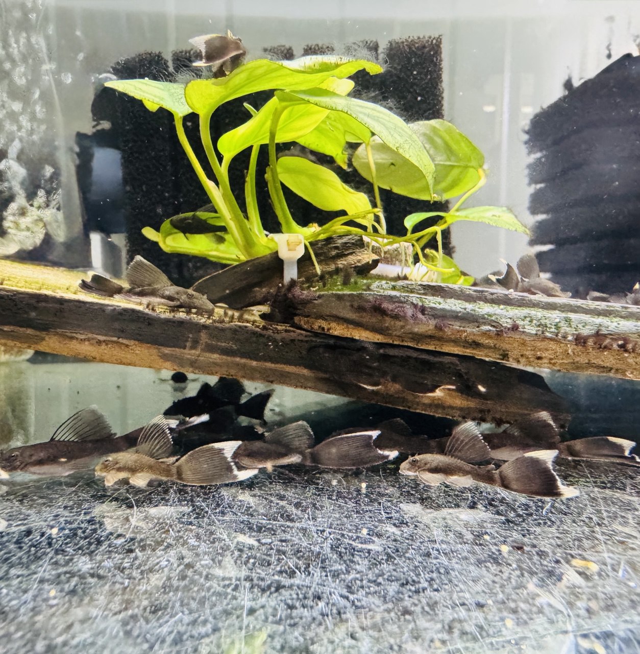 Анциструс зеленый дракон 🐉вуалевый (Ancistrus Green Dragon Long fin)