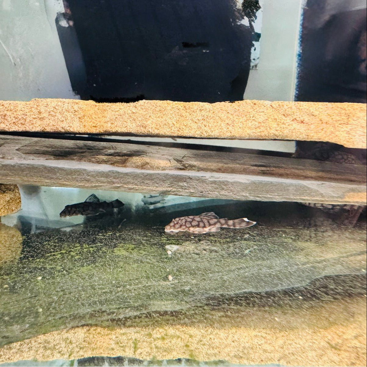 Анциструс Вабенмунстер (Ancistrus Wabenmunster)