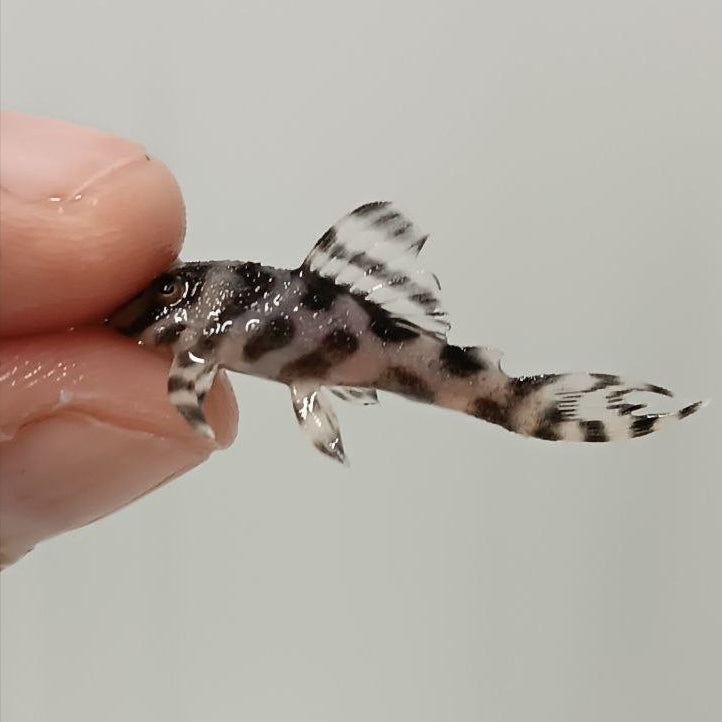 Гіпанциструс Л236 (Hypancistrus L236)