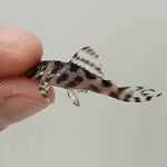 Загрузить изображение в средство просмотра галереи, Гіпанциструс Л236 (Hypancistrus L236)
