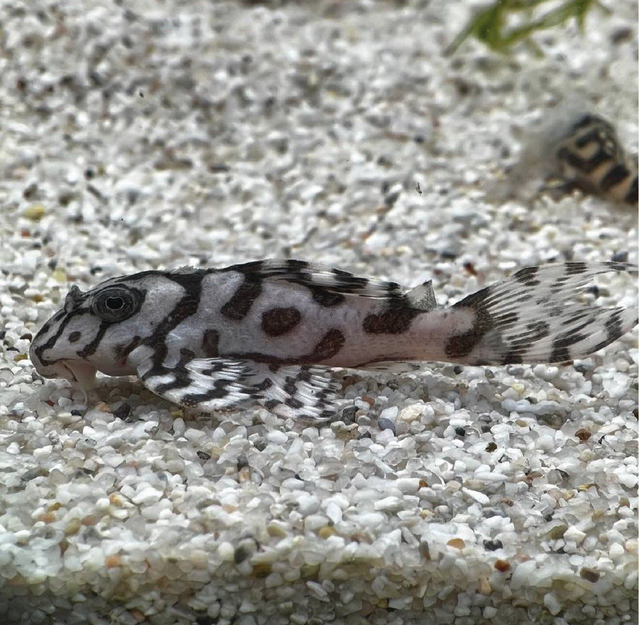 Гіпанциструс Л236 (Hypancistrus L236)