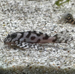 Загрузить изображение в средство просмотра галереи, Гіпанциструс Л236 (Hypancistrus L236)
