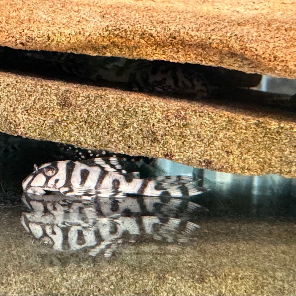 Гіпанциструс Л236 (Hypancistrus L236)