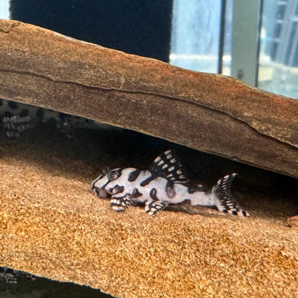 Гіпанциструс Л236 (Hypancistrus L236)