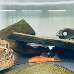 Загрузить изображение в средство просмотра галереи, Анциструс Супер червониий (Ancistrus Super Red Short-Fin)
