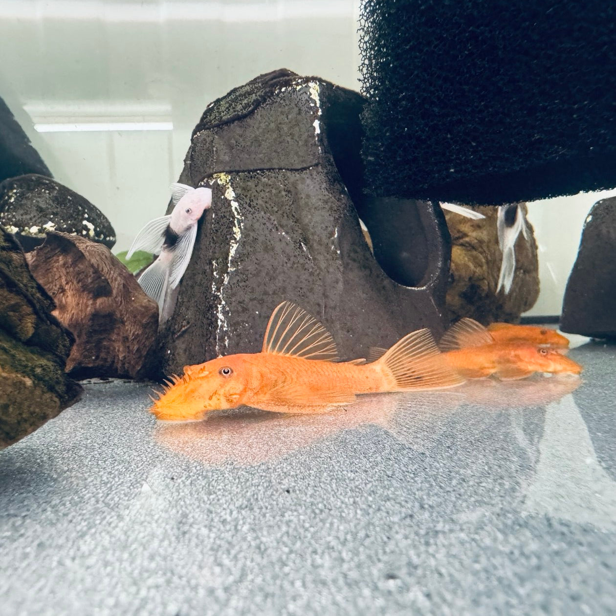 Анциструс Супер червониий (Ancistrus Super Red Short-Fin)