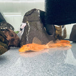 Загрузить изображение в средство просмотра галереи, Анциструс Супер червониий (Ancistrus Super Red Short-Fin)
