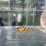 Загрузить изображение в средство просмотра галереи, Гіпанциструс Л236 (Hypancistrus L236)
