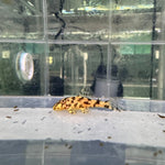 Загрузить изображение в средство просмотра галереи, Гіпанциструс Л236 (Hypancistrus L236)
