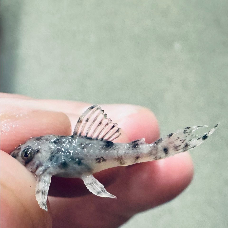 Гіпанциструс Л236 (Hypancistrus L236)