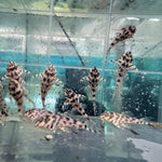 Загрузить изображение в средство просмотра галереи, Гіпанциструс Л236 (Hypancistrus L236)
