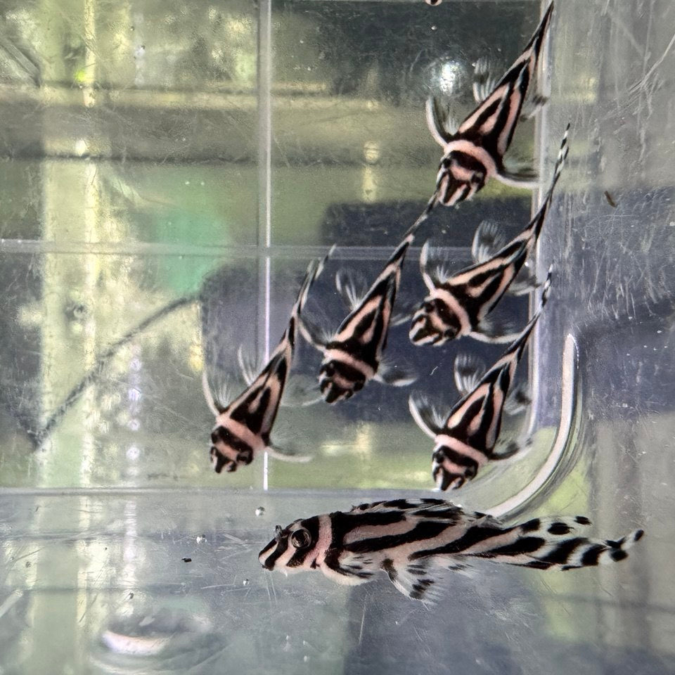 Гіпанциструс Зебра Л046 (Hypancistrus Zebra L046)