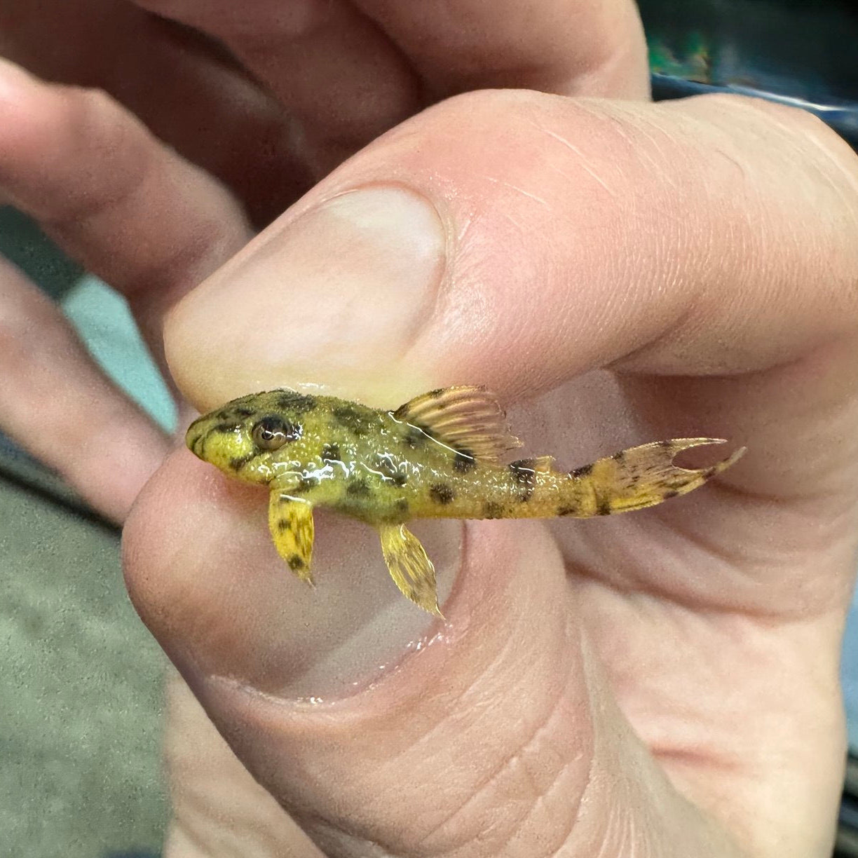 Гіпанциструс Л236 (Hypancistrus L236)