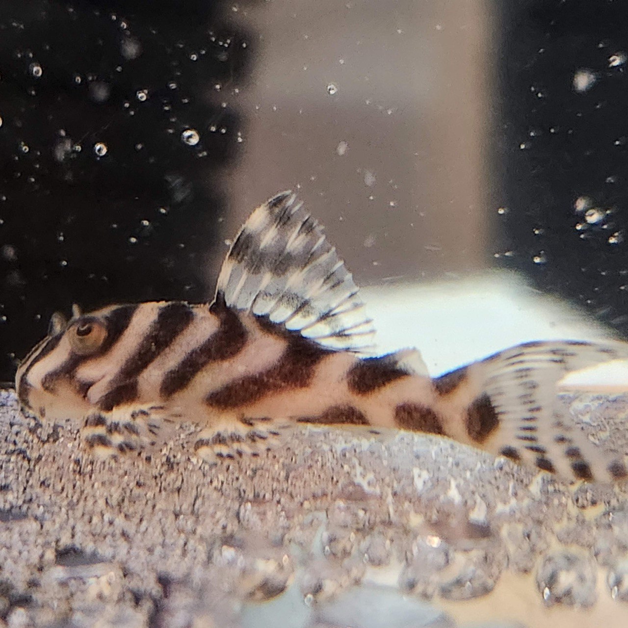 Гіпанциструс Л236 (Hypancistrus L236)