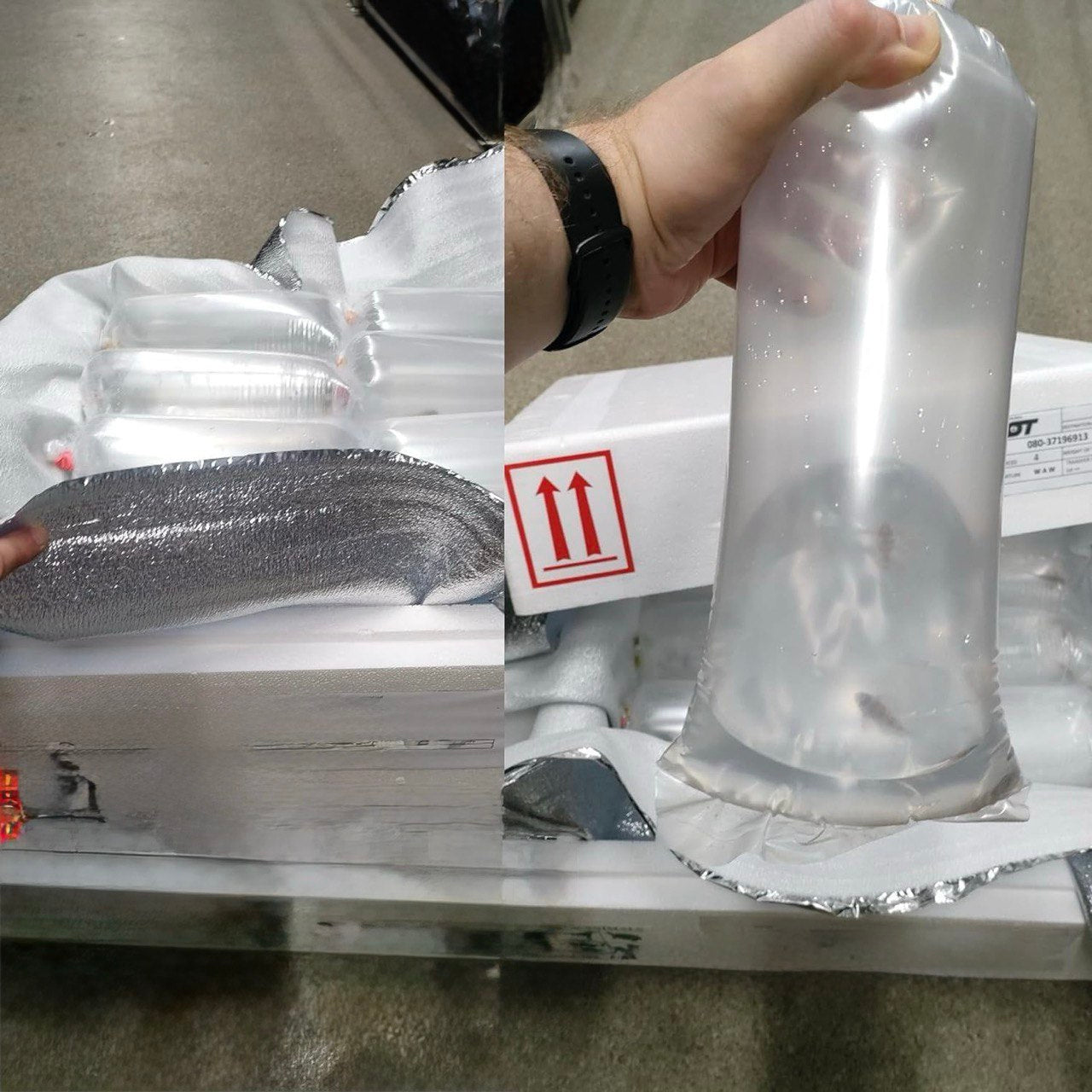 Гіпанциструс L136b Pleco (Hypancistrus L136b)