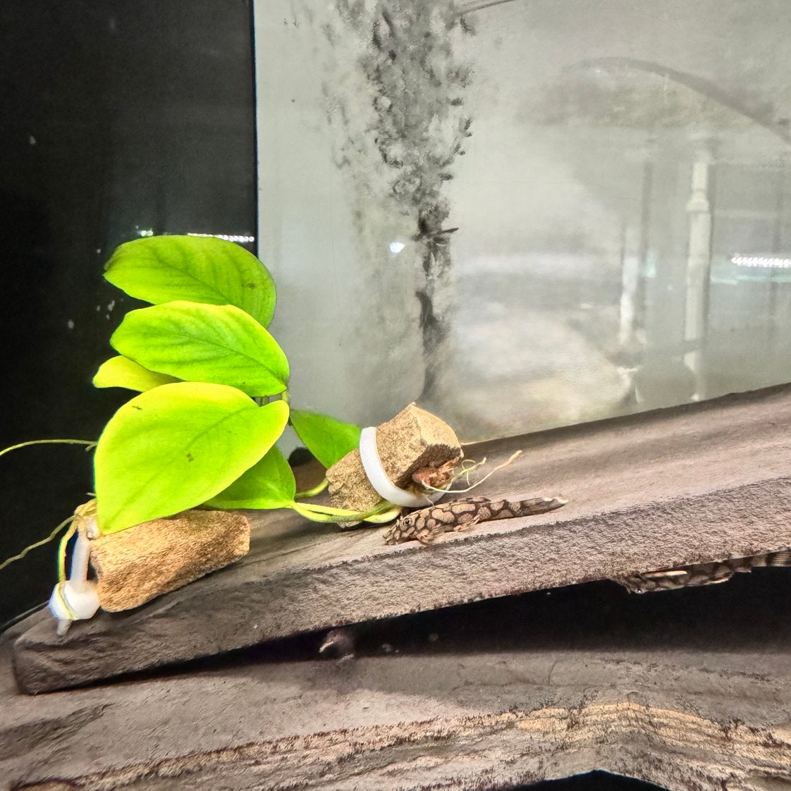 Анциструс Bushynose L519 Honeycomb Kiefnery Pleco (Ancistrus L519 Kiefnery)