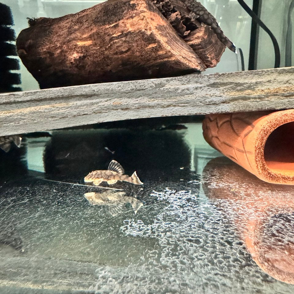 Анциструс Bushynose L519 Honeycomb Kiefnery Pleco (Ancistrus L519 Kiefnery)